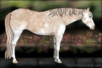 Horse Color:Red Dun Ice Splash 