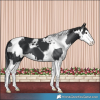 Horse Color:Black Splash Tobiano  and Black Splash Tobiano 