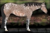 Horse Color:Bay Ice Roan 