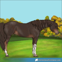 Horse Color:Liver Chestnut Tobiano 