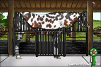 Horse Color:Brown Appaloosa