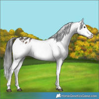 Horse Color:Liver Chestnut Appaloosa 
