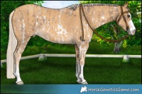 Horse Color:Chocolate Palomino Sabino  and Gold Cream Champagne 
