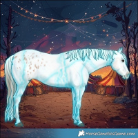 Horse Color:Thunderstruck Bay Roan Appaloosa 