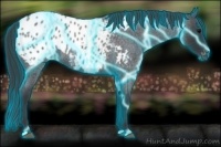 Horse Color:Thunderstruck Blue Roan Appaloosa