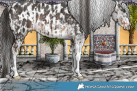 Horse Color:Liver Chestnut Tobiano Rabicano  and Brown Sabino Appaloosa Rabicano 