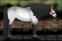 Horse Color:Brown Chinchilla 