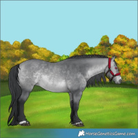 Horse Color:Bay Chinchilla 