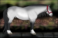 Horse Color:Bay Chinchilla 