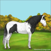 Horse Color:Black Splash Tobiano 