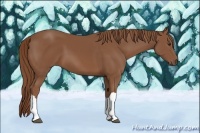 Horse Color:Chestnut 
