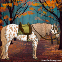 Horse Color:Chestnut Appaloosa