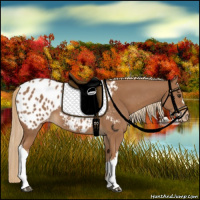 Horse Color:Chestnut Appaloosa 