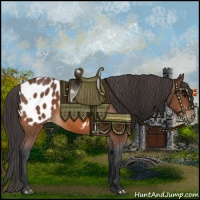 Horse Color:Bay Appaloosa
