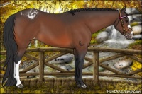 Horse Color:Bay Appaloosa