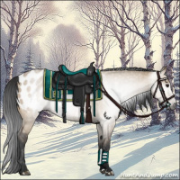 Horse Color:Gray Bay Dun Appaloosa