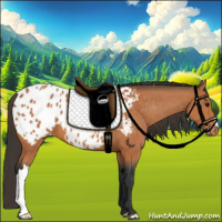 Horse Color:Bay Appaloosa