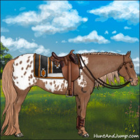 Horse Color:Chestnut Appaloosa 