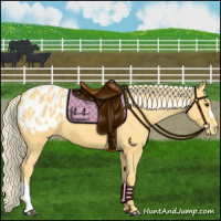 Horse Color:Palomino Appaloosa