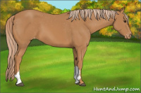 Horse Color:Chestnut Appaloosa 