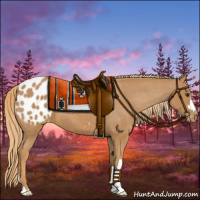 Horse Color:Chestnut Appaloosa