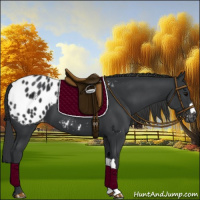Horse Color:Black Appaloosa