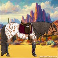 Horse Color:Bay Appaloosa 