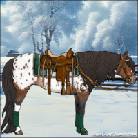 Horse Color:Bay Appaloosa 