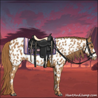 Horse Color:Chestnut Appaloosa