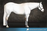 Horse Color:Gray Cremello Roan Dun Appaloosa 