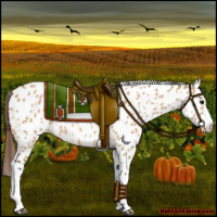 Horse Color:Bay Dun Appaloosa 
