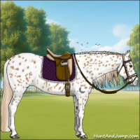 Horse Color:Chestnut Appaloosa