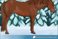 Horse Color:Chestnut Rabicano 