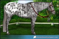 Horse Color:Smoky Black Appaloosa  and Smoky Black Appaloosa 