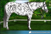 Horse Color:Smoky Black Appaloosa and Smoky Black Appaloosa Rabicano