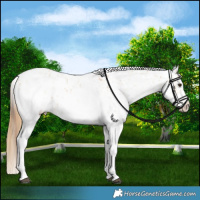 Horse Color:White Spotted Red Dun Appaloosa Rabicano  and White Spotted Bay Dun Appaloosa Rabicano 