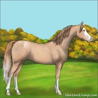 Horse Color:Gold Champagne Splash Appaloosa 