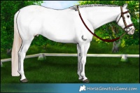 Horse Color:White Spotted Bay Dun Appaloosa Rabicano  and White Spotted Red Dun Appaloosa Rabicano
