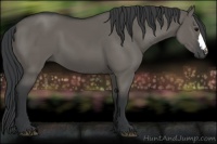 Horse Color:Grullo 