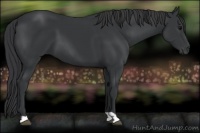 Horse Color:Black 