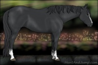 Horse Color:White Spotted Black 