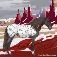 Horse Color:Smoky Blue Roan Appaloosa 