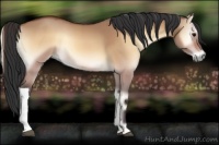 Horse Color:Bay Onyx 