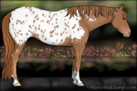 Horse Color:Chestnut Appaloosa