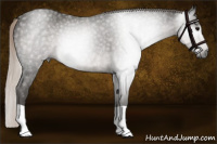 Horse Color:Gray Silver Black Rabicano 