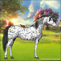 Horse Color:Black Appaloosa 