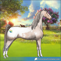 Horse Color:Bay Appaloosa Rabicano 