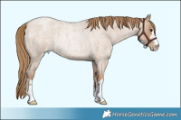 Horse Color:Blue Roan Pearl Rabicano 