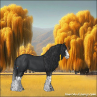 Horse Color:Black and Black Splash