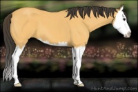 Horse Color:Buckskin Roan Splash 